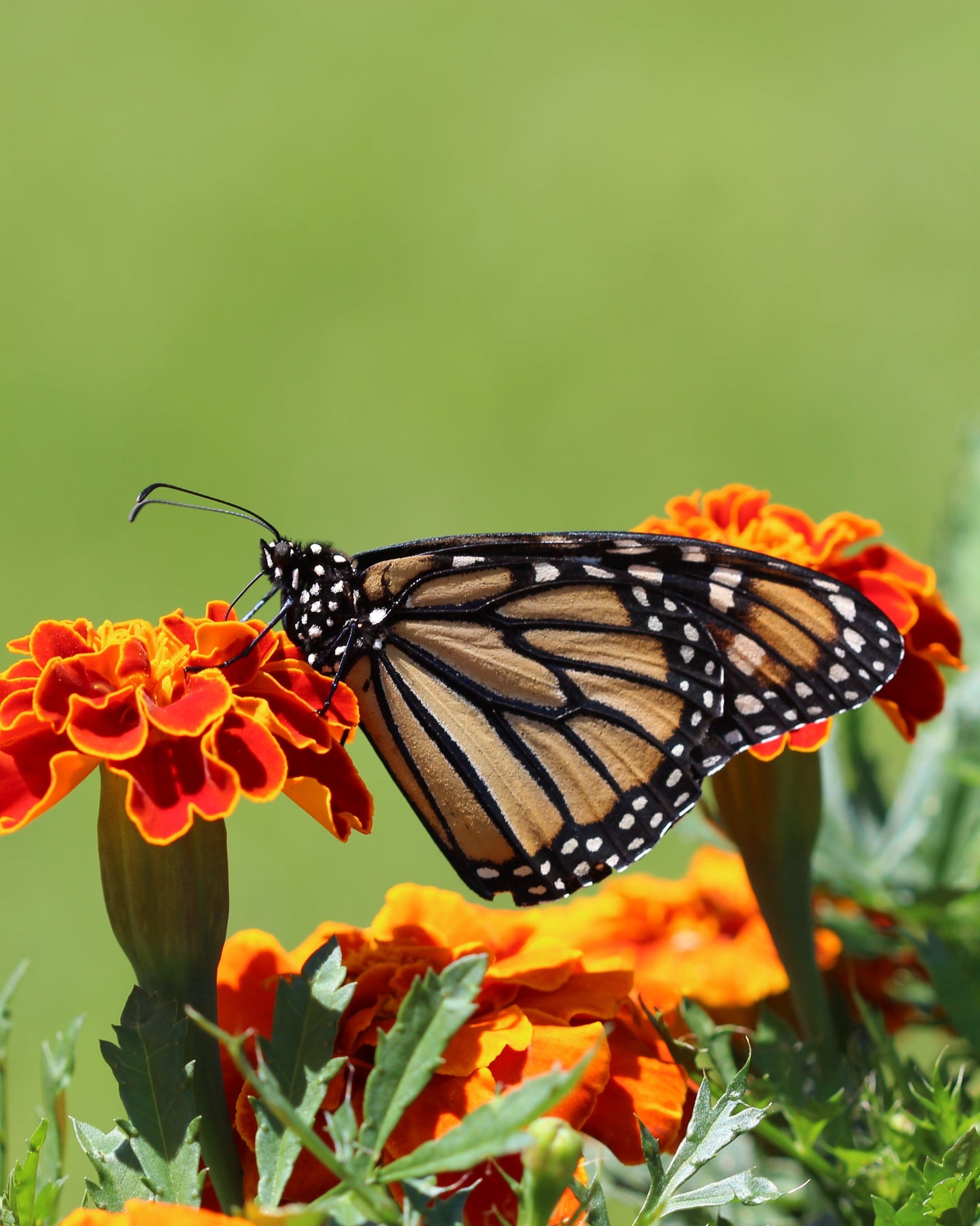 stretched-canvas-print-1 LIVEARf Order #Lxrxhsp