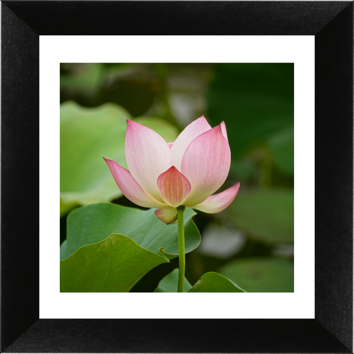 classic-wood-studio-frame LIVEARf Order #Lbn3t5y