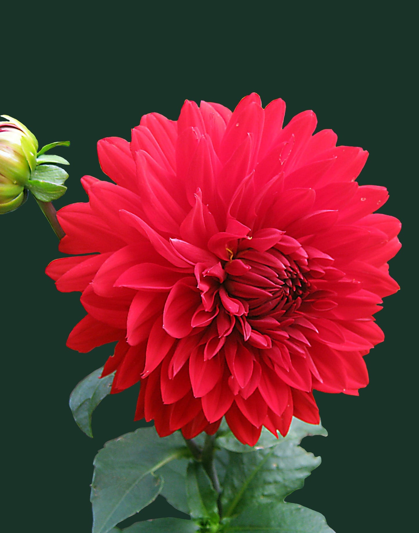 acrylic-print LIVEARf Order #Lu1t69c